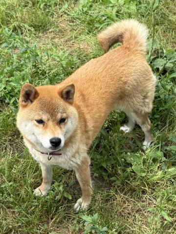 柴犬