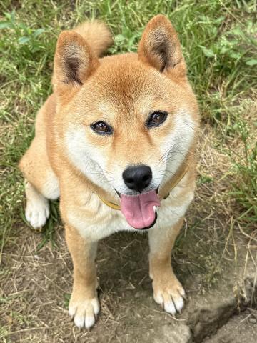 柴犬