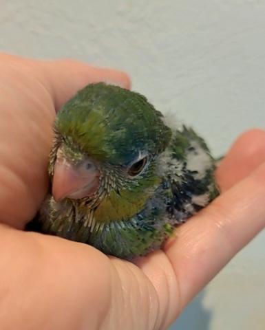 サザナミインコ　グリーン