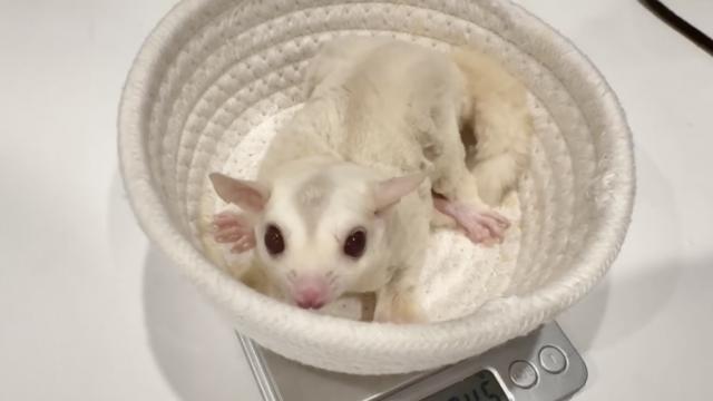 フクロモモンガ クリミノhetリューシ