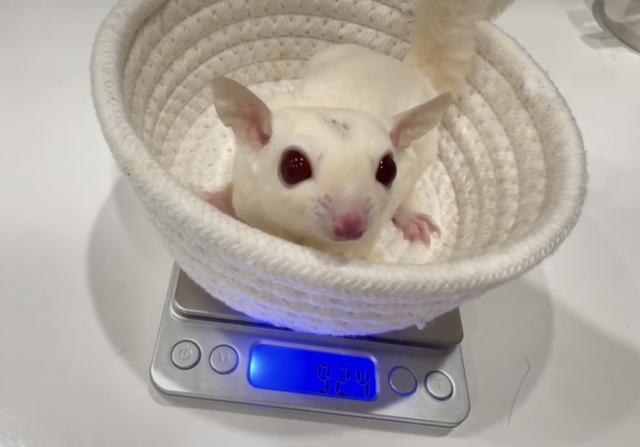 フクロモモンガ ルビーレイ