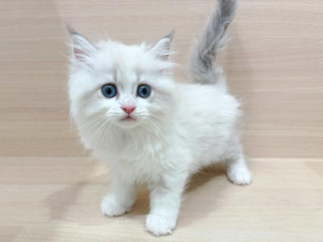 ネヴァマスカレード