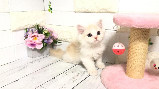 マンチカン