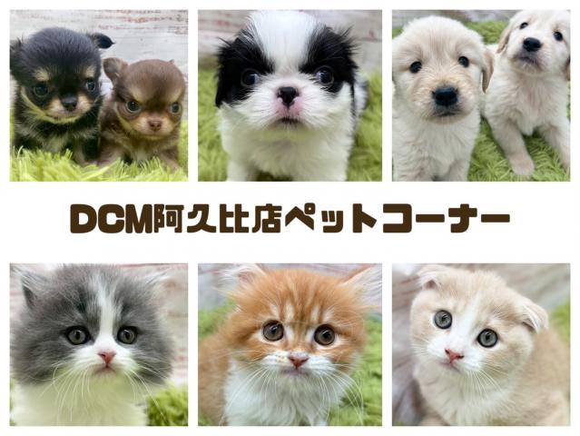 DCM阿久比店ペットコーナー