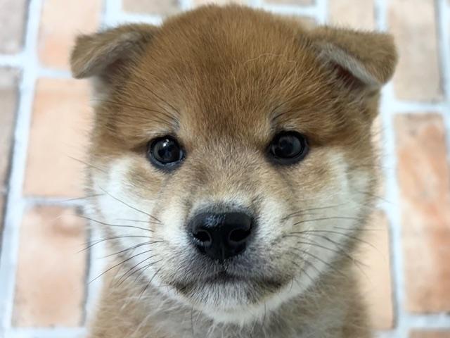 柴犬