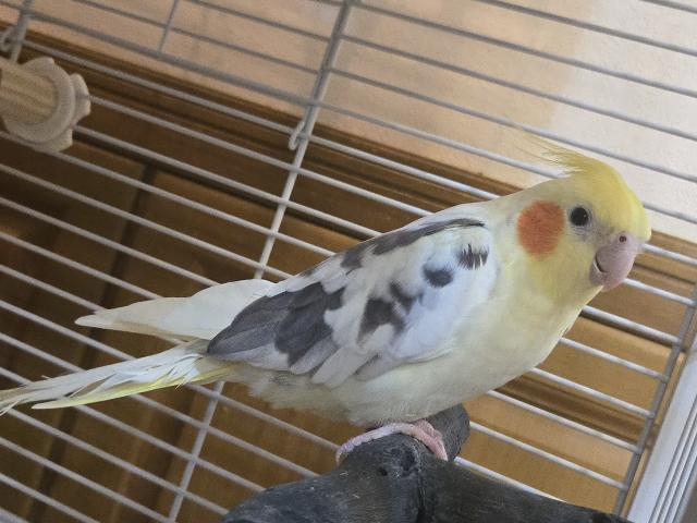オカメインコ