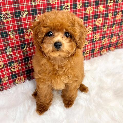 トイプードル♪成犬時で2.0〜2.4kg予想