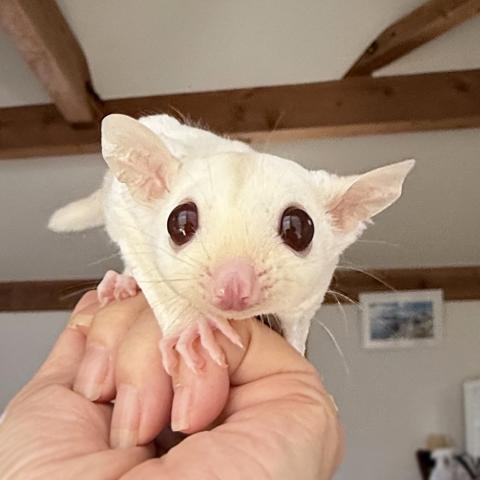 クリミノモザイクhetプラチナ