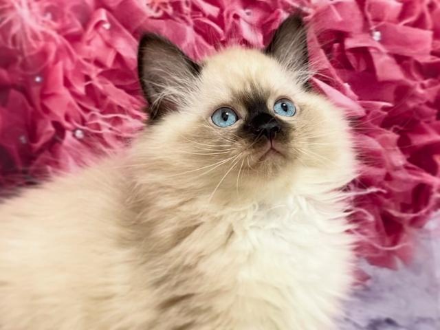サイベリアン♡リオ