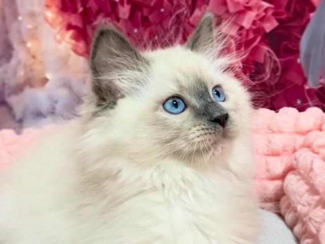 サイベリアン♡ラッキー