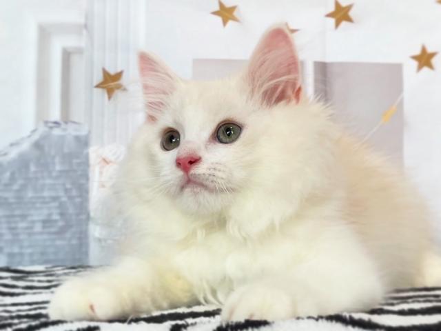サイベリアン♡期間限定の特別価格☆たらこ