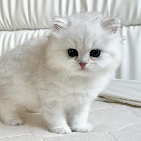 ブリティッシュショートヘア