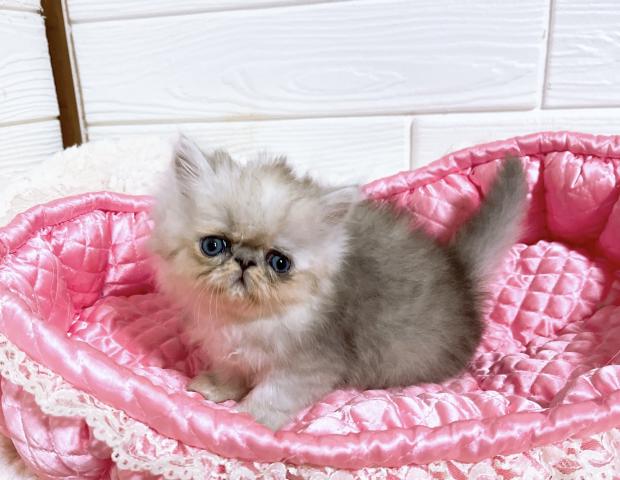 ペルシャ・ヒマラヤンチンチラ