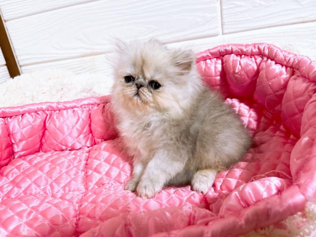 ペルシャ・ヒマラヤンチンチラ