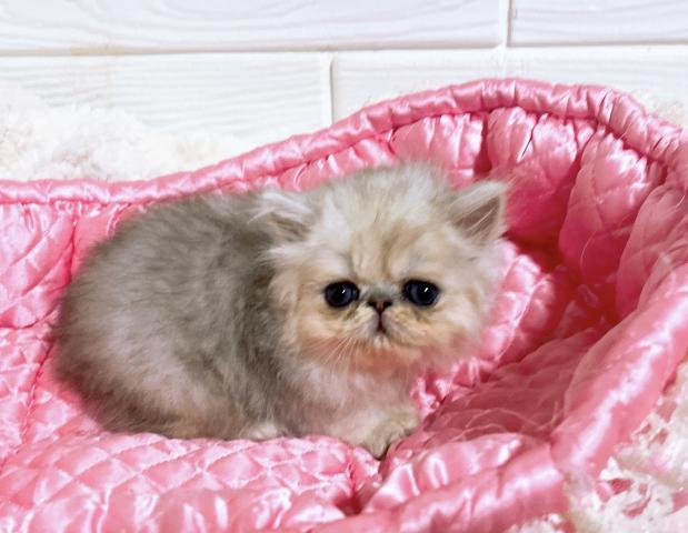 ペルシャ・ヒマラヤンチンチラ