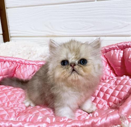 ペルシャ・ヒマラヤンチンチラ