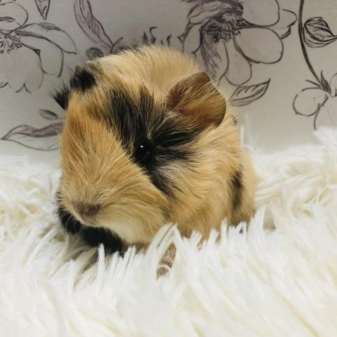 ペルビアンモルモット