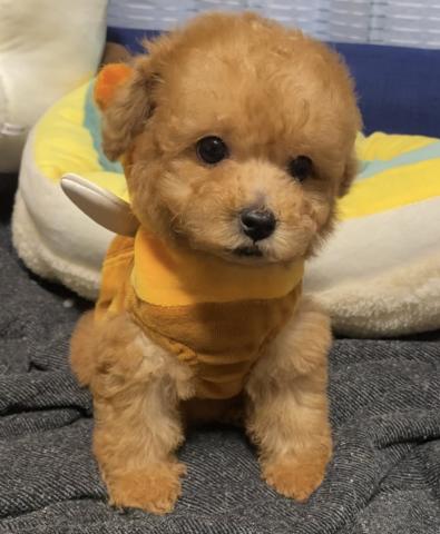 トイプードル