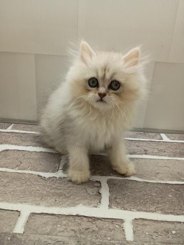 ペルシャ