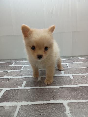 犬ハーフ(ポメラニアン×チワワ)