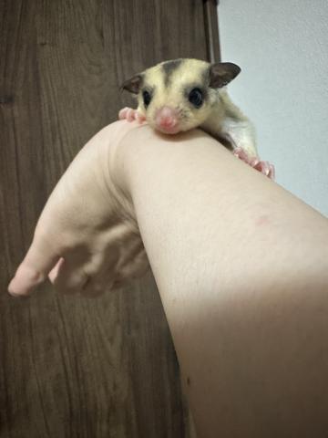 離乳前ご予約割引♥️モザイク50%ヘテロプラチナorリューシ♂