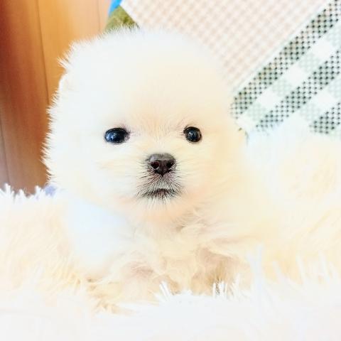 ポメラニアン