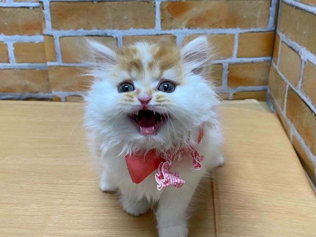 パッションONE赤羽店