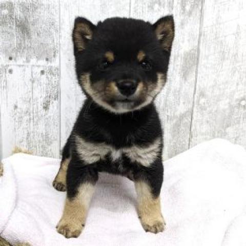 柴犬豆柴