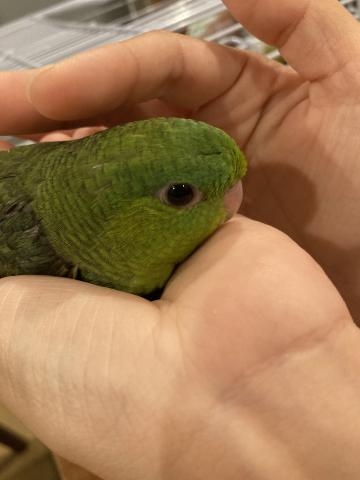サザナミインコ（グリーン）１号