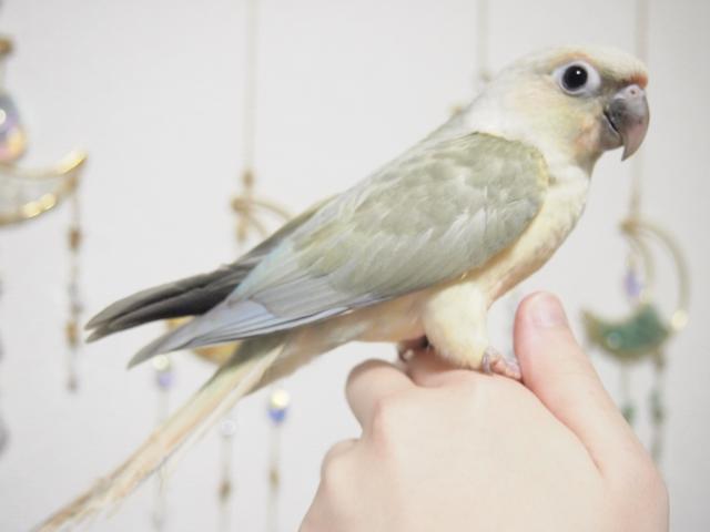 ホオミドリウロコインコ