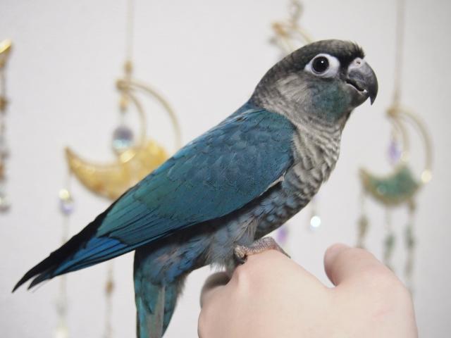 ホオミドリウロコインコ