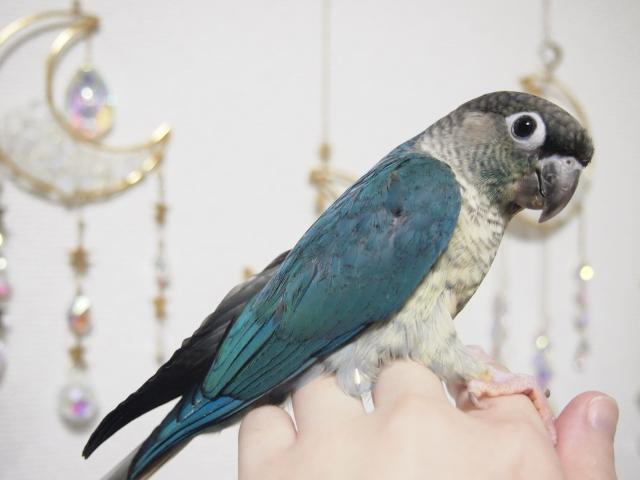 ホオミドリウロコインコ