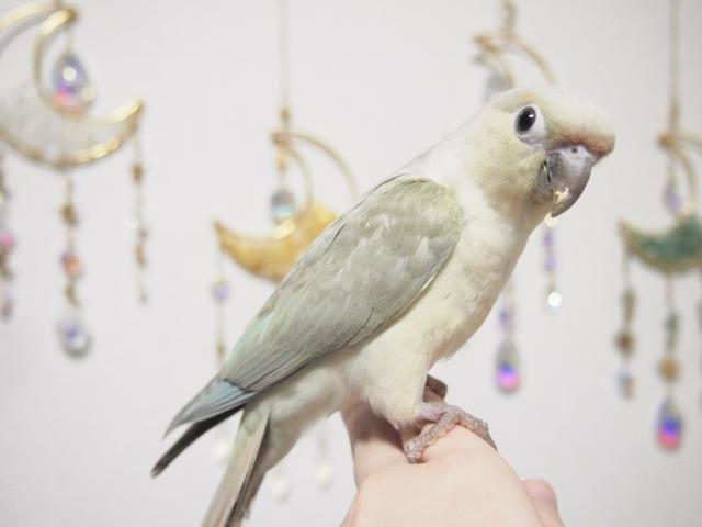 ホオミドリウロコインコ