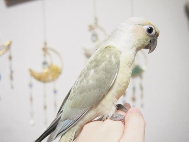 ホオミドリウロコインコ