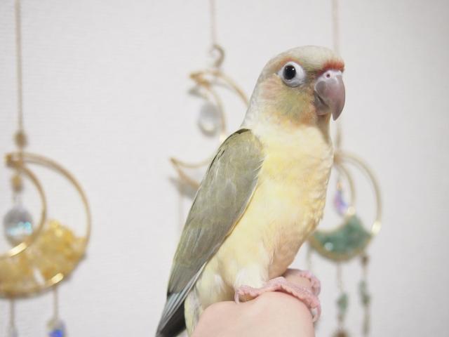 ホオミドリウロコインコ