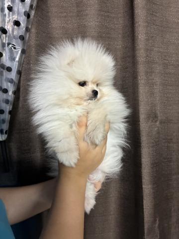 ポメラニアン