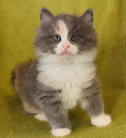 ノルウェージャンフォレストキャット