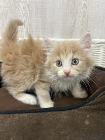 ノルウェージャンフォレストキャット