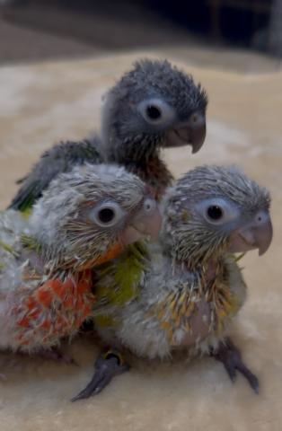 ウロコインコ