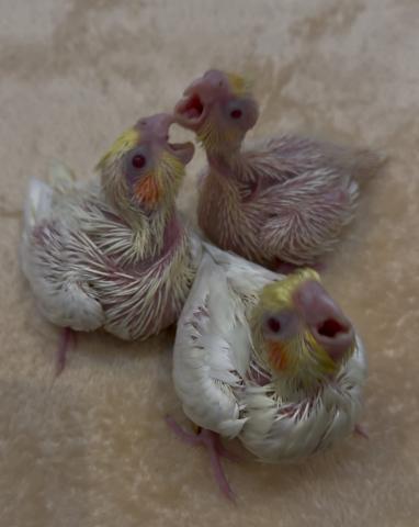 オカメインコ　ルチノー