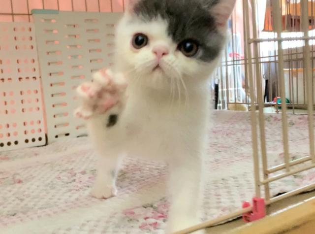エキゾチックショートヘアー