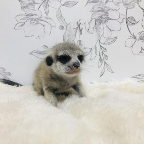 ミーアキャット