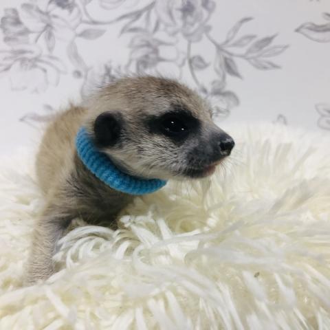 ミーアキャット