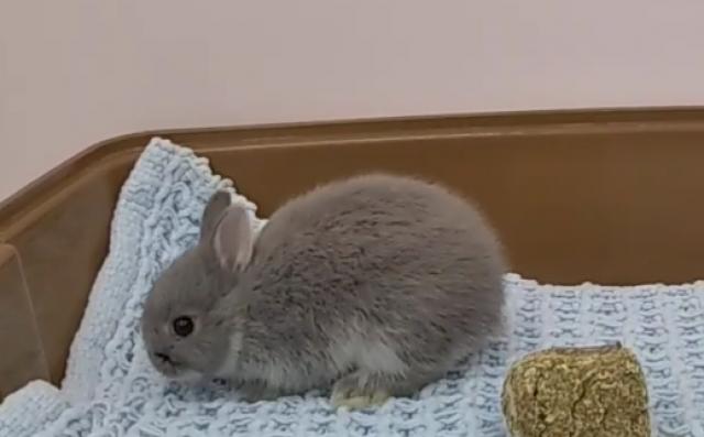 ネザーランドドワーフ
