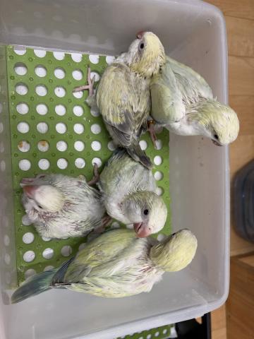 オキナインコアクアブルーSWおよびダークアクアSW
