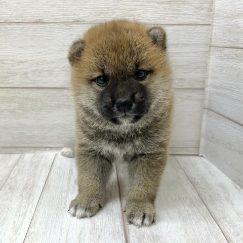 柴犬