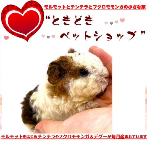 🐹テディモルモット