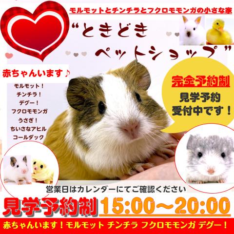 モルモット販売｜モルモットとチンチラとフクロモモンガの小さな家 - ときどきペットショップ
