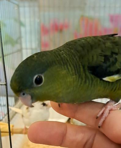 サザナミインコ　グリーン