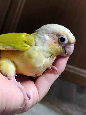 ウロコインコ
